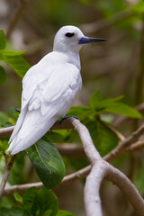 White Tern, Gygis alba candida