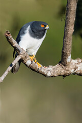 White-bellied Goshawk, Accipiter haplochrous