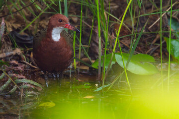 White-throated Rail, Dryolimnas cuvieri