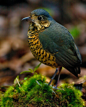 Undulated Antpitta, Grallaria squamigera