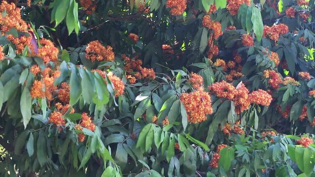 Saraca indica Linn blossom hanging on asoke tree nature background