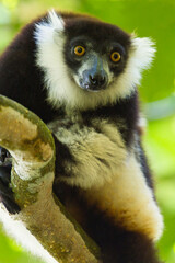 Black-and-white ruffed Lemur, Varecia variegata