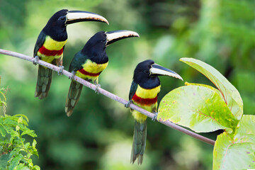 Black-necked Aracari, Pteroglossus aracari