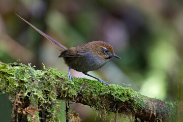 Black-throated Thistletail, Asthenes harterti