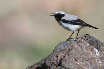 Seebohms Tapuit, Seebohm's Wheatear, Oenanthe seebohmi