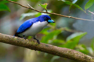 Blauwe Vanga, Blue Vanga, Cyanolanius madagascarinus