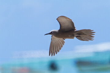 Noddy, Brown Noddy, Anous stolidus