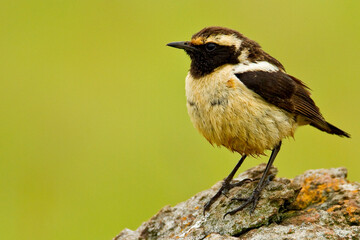 Buff-streaked Chat, Campicoloides bifasciatus