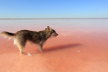 Obraz premium Dog in the water of a beautiful salt lake in Crimea