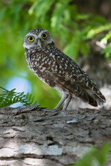 Burrowing Owl, Athene cunicularia