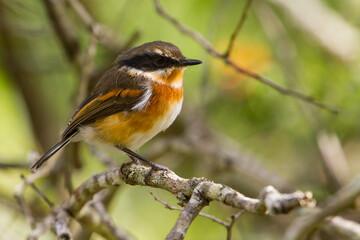 Cape Batis, Batis capensis