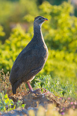 Cape Francolin, Pternistis capensis