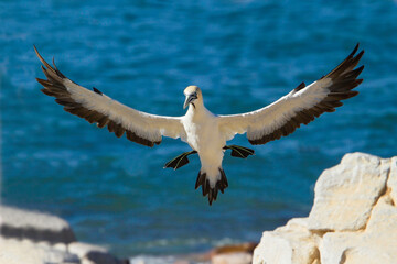 Cape Gannet, Morus capensis