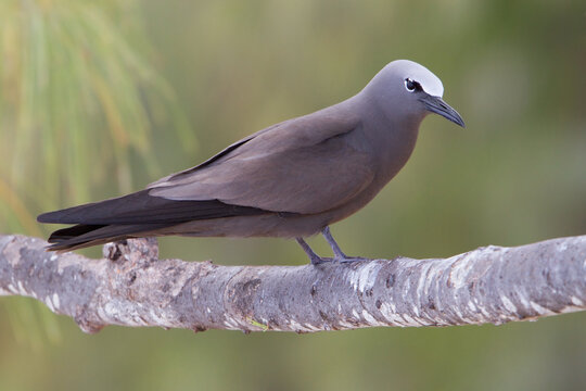 Noddy, Brown Noddy, Anous stolidus