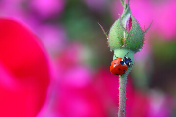ladybird on a flower. 