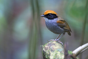 Zwartwangmuggeneter, Black-cheeked Gnateater, Conopophaga melanops