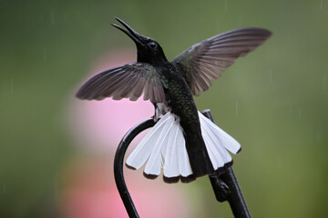 Rouwkolibrie, Black Jacobin, Florisuga fusca