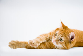 Naklejka premium ginger cat stretches on gray background