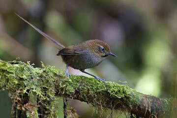 Zwartkeeldistelstaart, Black-throated Thistletail, Asthenes harterti