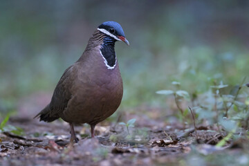 Blauwkopkwartelduif, Blue-headed Quail-Dove, Starnoenas cyanocephala