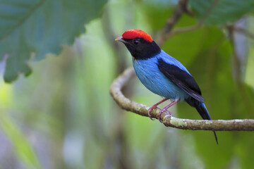 Zwaluwstaartmanakin, Blue Manakin, Chiroxiphia caudata