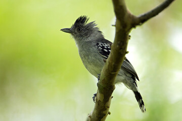 Boliviaanse Mierklauwier, Bolivian Slaty-Antshrike, Thamnophilus sticturus