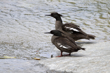 Braziliaanse Zaagbek, Brazilian Merganser, Mergus octosetaceus