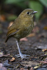 Caldasmierpitta, Brown-banded Antpitta, Grallaria milleri
