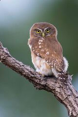Braziliaanse Dwerguil, Ferruginous Pygmy-Owl, Glaucidium brasilianum