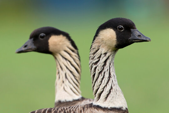 Hawa&iuml;gans, Hawaiian Goose, Branta sandvicensis