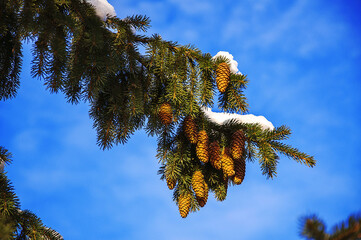 pine branches against blue sky