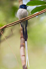 Madagaskarparadijsmonarch, Madagascar Paradise-Flycatcher, Terpsiphone mutata