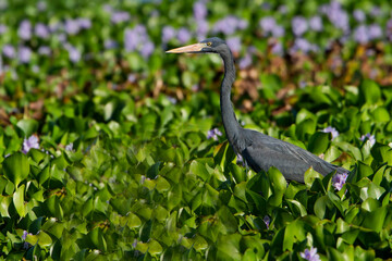 Madagaskarreiger, Humblot's Heron, Ardea humbloti