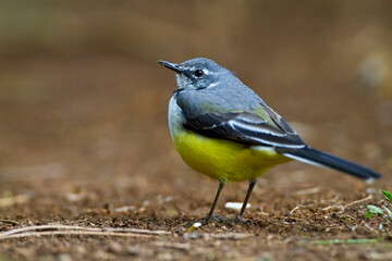 Madagaskarkwikstaart, Madagascar Wagtail, Motacilla flaviventris