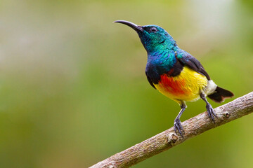 Mayottehoningzuiger, Mayotte Sunbird, Cinnyris coquerellii
