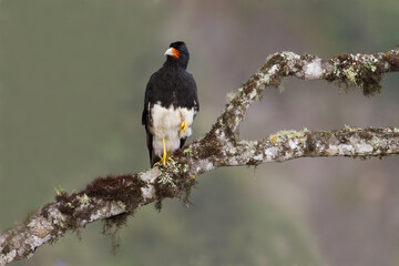 Andescaracara, Mountain Caracara, Phalcoboenus megalopterus