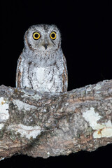 Oosterse Dwergooruil, Oriental Scops-Owl, Scops sunia
