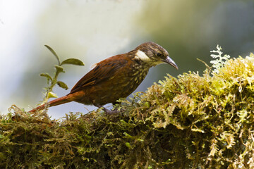 Pacific Tuftedcheek, Pacific Tuftedcheek, Pseudocolaptes johnsoni