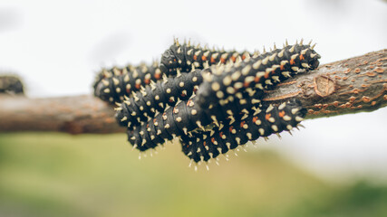 Cabbage Caterpillar
