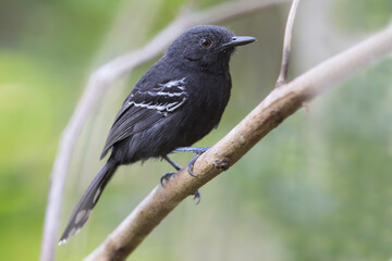 Fototapeta premium Rio-Brancomiervogel, Rio Branco Antbird, Cercomacra carbonaria