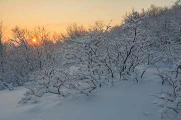 In winter, the tundra and hills are covered with snow. The trees are covered with frost.
