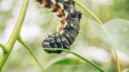 Cabbage Caterpillar
