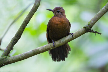 Roodborstbladkrabber, Rufous-breasted Leaftosser, Sclerurus scansor