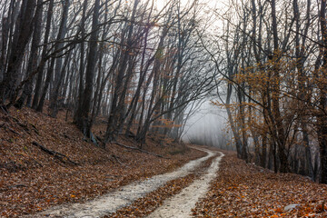 Road in the autumn misty forest. Fabulous landscape. Horizontal elongated panorama of the autumn forest. Banner. Forest with leafless leaves. The concept of loneliness and autumn melancholy.