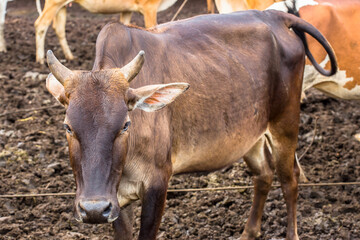 Thailand, Agriculture, Albino, American Bison, Animal