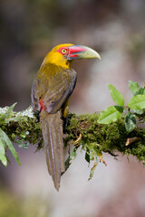 Goudtoekan, Saffron Toucanet, Pteroglossus bailloni