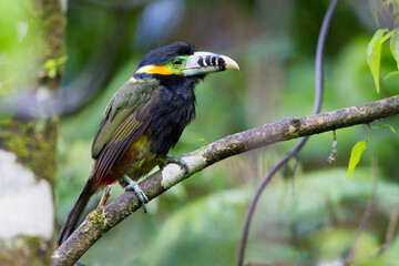 Vleksnavelpepervreter, Spot-billed Toucanet, Selenidera maculirostris