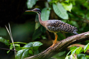 Zonneral, Sunbittern, Eurypyga helias