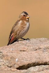 Atlasbergvink, African Crimson-winged Finch, Rhodopechys alienus