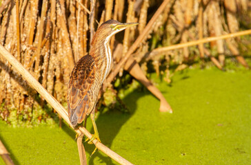 Little bittern, Ixobrychus minutus. The bird stands on a cane stalk above a river covered with green algae